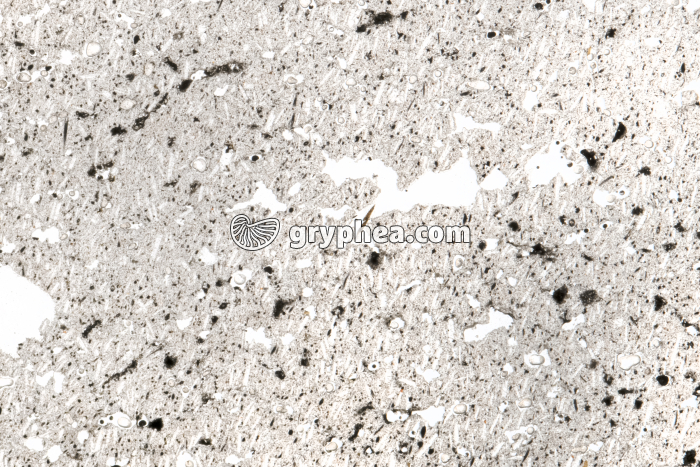 Andésite bulleuse LPNA x3 - gryphea.org